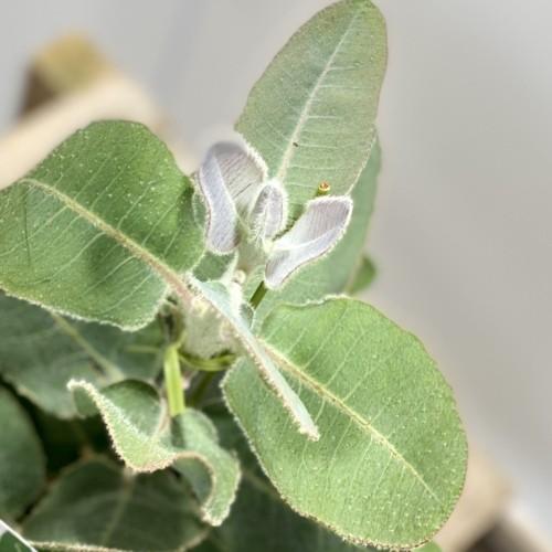 苗 ハーブ 観葉植物 ユーカリ プレウロカルパ テトラゴナ F5422v 遊恵盆栽 Yahoo 店 通販 Yahoo ショッピング