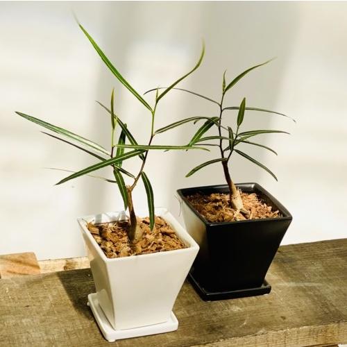 希少品種 観葉植物 ブラキキトン ボトルツリー 鉢植え 受皿付 バークチップ F5428v 遊恵盆栽 Yahoo 店 通販 Yahoo ショッピング