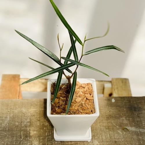 希少品種 観葉植物：ブラキキトン ボトルツリー 鉢植え*受皿付 バーク