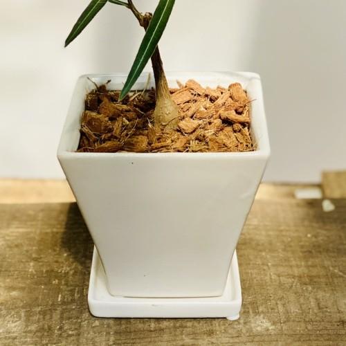 希少品種 観葉植物：ブラキキトン ボトルツリー 鉢植え*受皿付 バーク