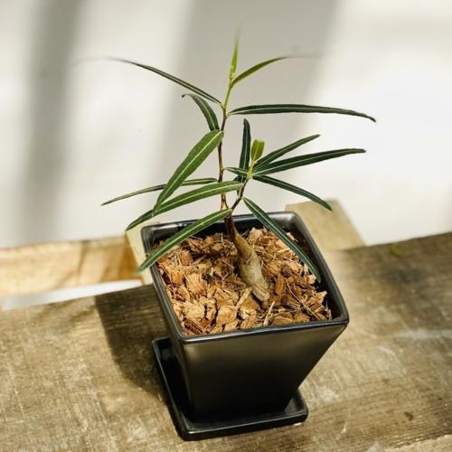 希少品種 観葉植物：ブラキキトン ボトルツリー 鉢植え*受皿付 バーク