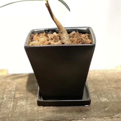 希少品種 観葉植物：ブラキキトン ボトルツリー 鉢植え*受皿付 バーク