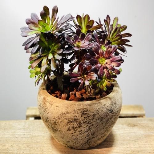 おしゃれ 観葉植物 アエオニウム 黒法師寄せ植え F5431v 遊恵盆栽 Yahoo 店 通販 Yahoo ショッピング