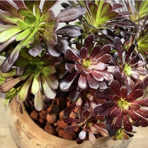おしゃれ 観葉植物：アエオニウム 黒法師寄せ植え* : 遊恵盆栽 Yahoo