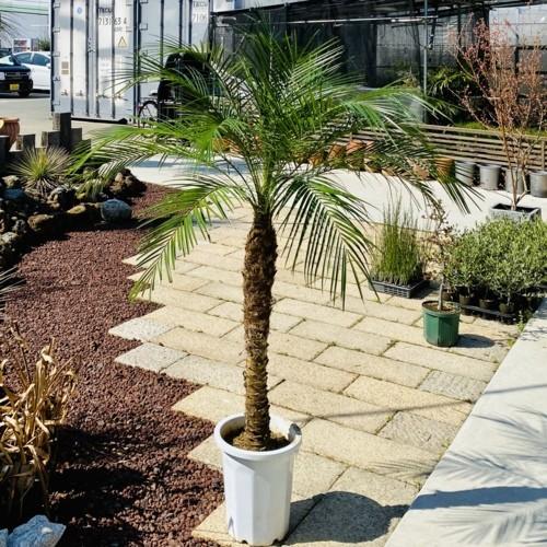 観葉植物 ロベヤシ プラポット 大型佐川急便配送 F5434v 遊恵盆栽 Yahoo 店 通販 Yahoo ショッピング