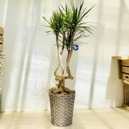 お洒落 観葉植物 ドラセナ コンシンネ 龍 天然素材カゴ付き 麻布 大型ヤマト便 送料無料 R4urealtygroup Com