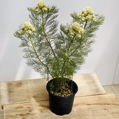 おしゃれ 希少品種 観葉植物 オーストラリアンプランツ セルリア レモンハニー プラポット お花終わりました F5443v 遊恵盆栽 Yahoo 店 通販 Yahoo ショッピング
