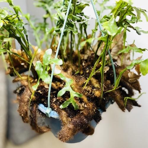 観葉植物：ドリナリア ボニー*吊り鉢 : 遊恵盆栽 Yahoo!店 - 通販