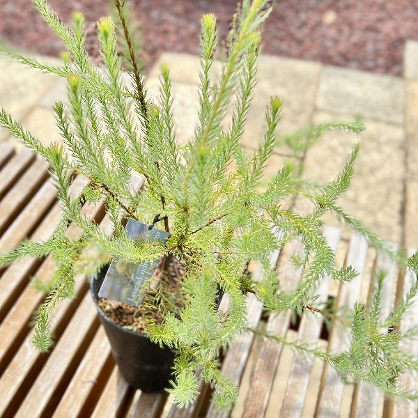 おしゃれ 希少品種 観葉植物：リューカデンドロン ゴールデン