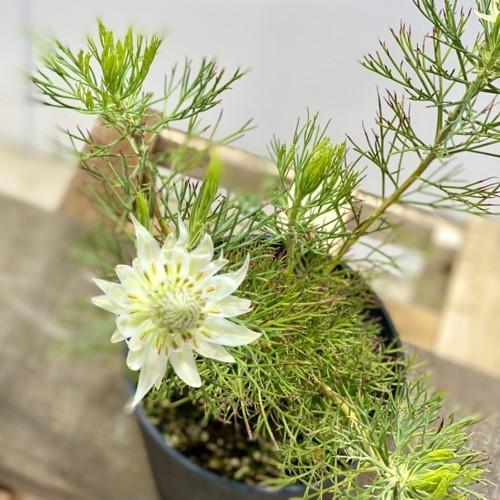 人気の新作 超特大株 ジョーイセルリア ブラッシングブライド オージープランツ 植物 観葉植物 Oceanrepublicbrewing Com