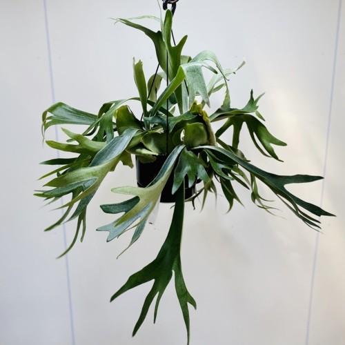 専用　同梱　ビカクシダ コウモリラン ネザーランド　吊り鉢 ビカクシダ（コウモリラン）：ネザーランズ 5号吊鉢 の通販