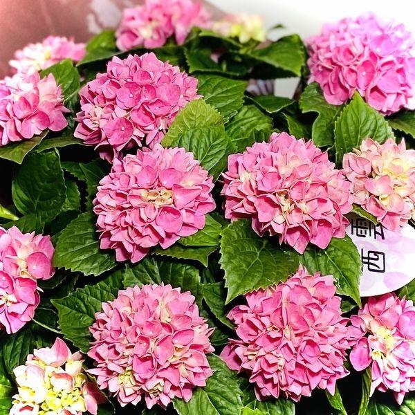 遅れてごめんね 母の日ギフト アジサイ 紫陽花 茜雲 あかねぐも ラッピング付プレゼント鉢植え 鉢花 あじさい F5461 遊恵盆栽 Yahoo 店 通販 Yahoo ショッピング