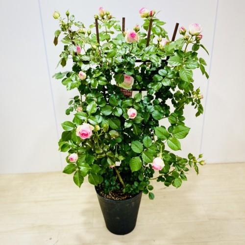 鉢花 バラ ピエールドロンサール トレリス仕立て 大型ヤマト便 現品 F5468v 遊恵盆栽 Yahoo 店 通販 Yahoo ショッピング