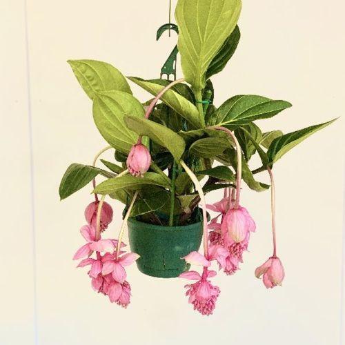 観葉植物：メディニラマグニフィカ *吊り鉢 : 遊恵盆栽 Yahoo!店