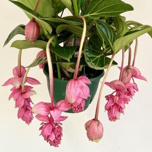 観葉植物：メディニラマグニフィカ *吊り鉢 : 遊恵盆栽 Yahoo!店
