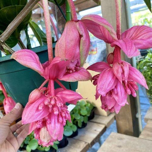 メディニラマグニフィカ　ピンク大苗 メディニラマグニフィカ 大苗ピンク苗