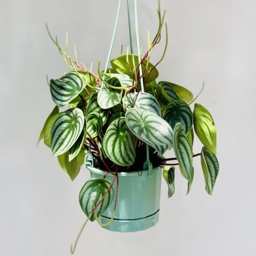 おしゃれ 観葉植物：ペペロミア サンデルシー*スイカペペ 吊り鉢