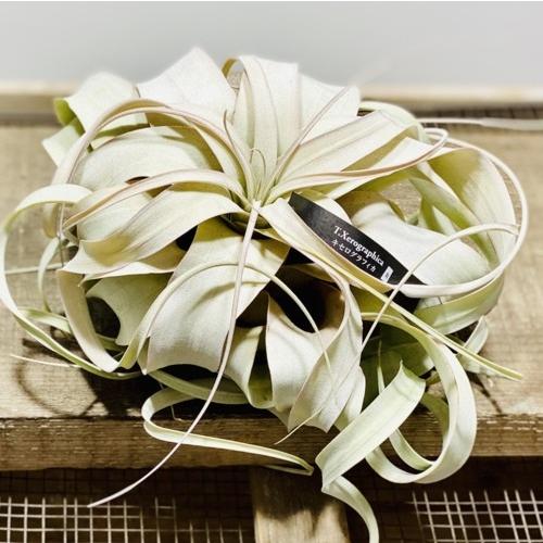 観葉植物 チランジア エアープランツ キセログラフィカr F5491v 遊恵盆栽 Yahoo 店 通販 Yahoo ショッピング