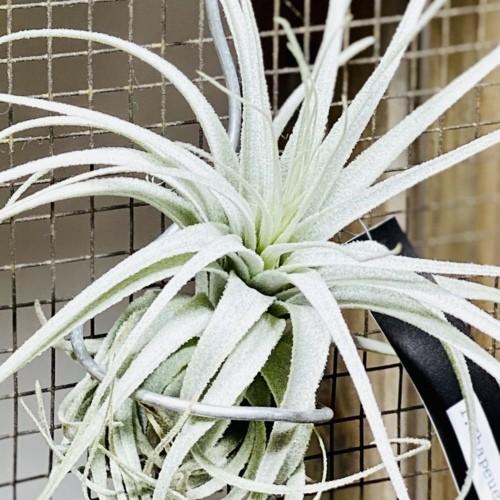 観葉植物：チランジア エアープランツ チャペウエンシス*針金