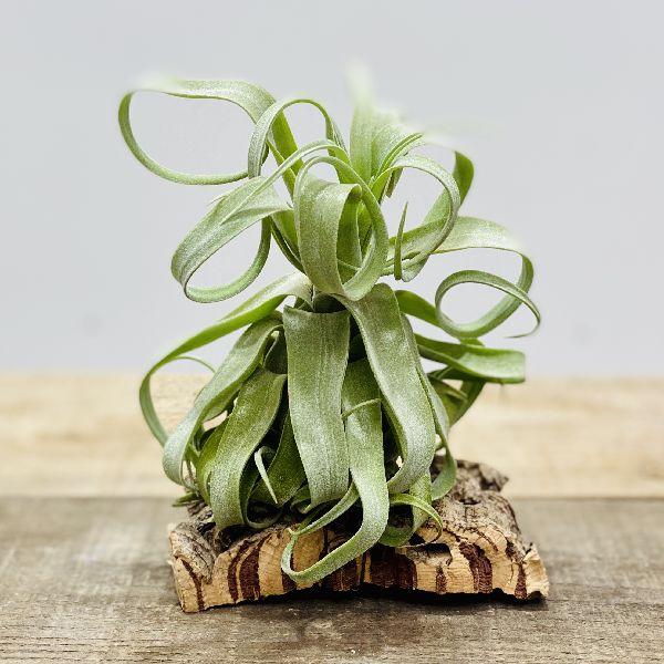 観葉植物：チランジア エアープランツ ストレプトフィラ* : 遊恵盆栽