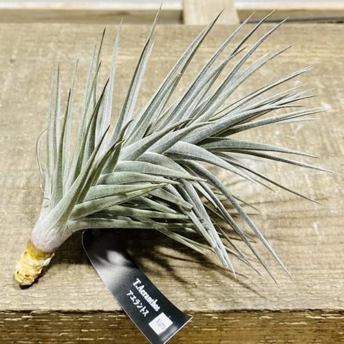 観葉植物 チランジア エアープランツ アエラントス ニグラl F5495v 遊恵盆栽 Yahoo 店 通販 Yahoo ショッピング