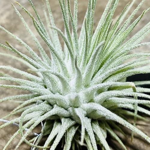 観葉植物 チランジア エアープランツ フックシーフックシー F5499v 遊恵盆栽 Yahoo 店 通販 Yahoo ショッピング