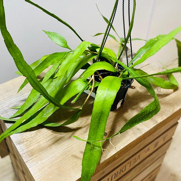サボテン　観葉植物：エピフィラム　プミラム*吊り鉢　4号　姫月下美人｜y-bonsai｜02