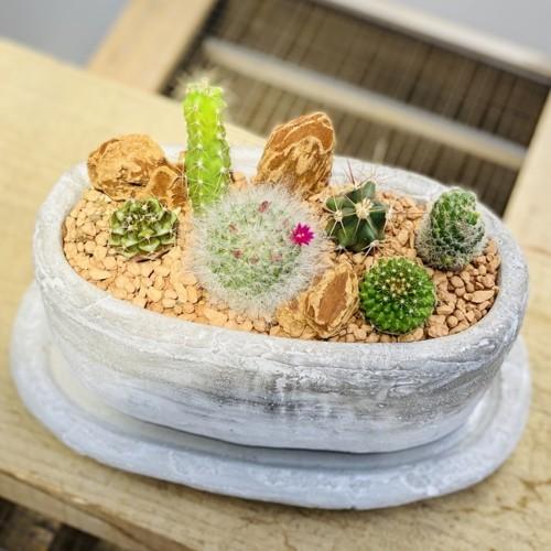 観葉植物 サボテン寄せ植え 受皿付 セメント鉢 バークチップ F5502v 遊恵盆栽 Yahoo 店 通販 Yahoo ショッピング