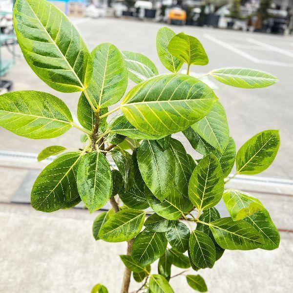 おしゃれ 観葉植物：フィカス アルテシーマ*カバー付き 麻布付き 大型