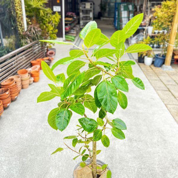 おしゃれ 観葉植物：フィカス アルテシーマ*カバー付き 麻布付き 大型