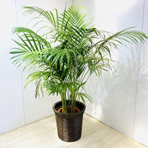 観葉植物 アレカヤシ バスケット付き 大型佐川急便 F5507v 遊恵盆栽 Yahoo 店 通販 Yahoo ショッピング
