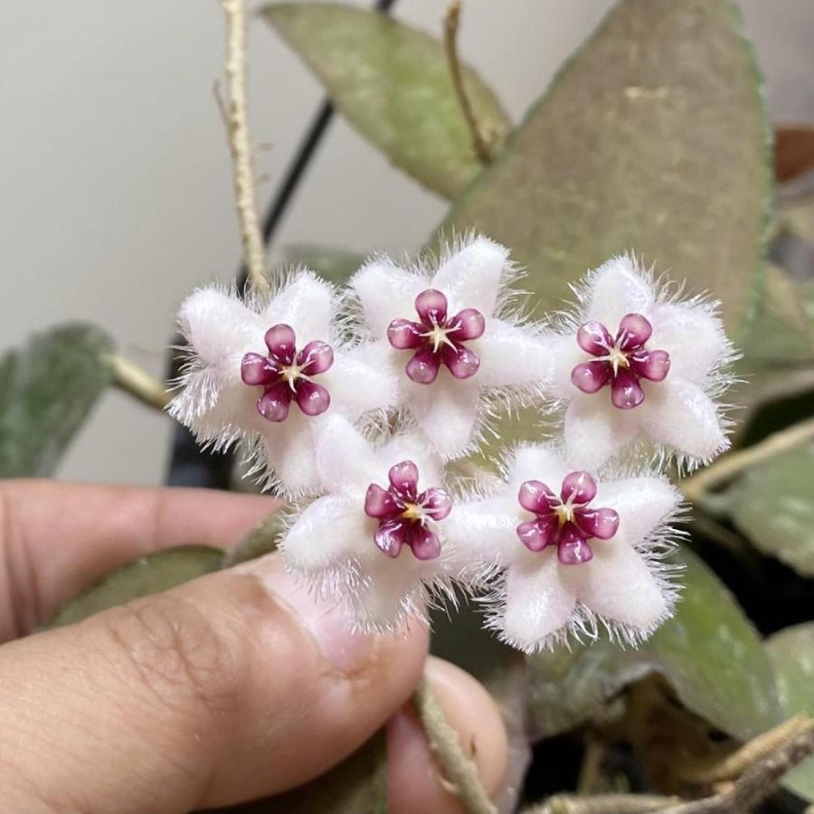 観葉植物 多肉植物：ホヤ カウダータ*5号 吊り鉢 : 遊恵盆栽