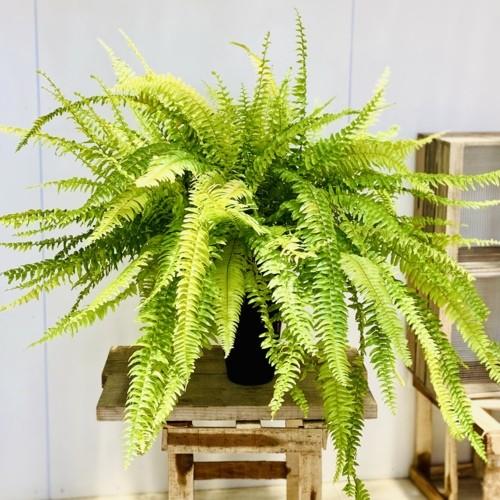 観葉植物：ネフロレピス ハッピーマーブル*6号 : 遊恵盆栽 Yahoo!店