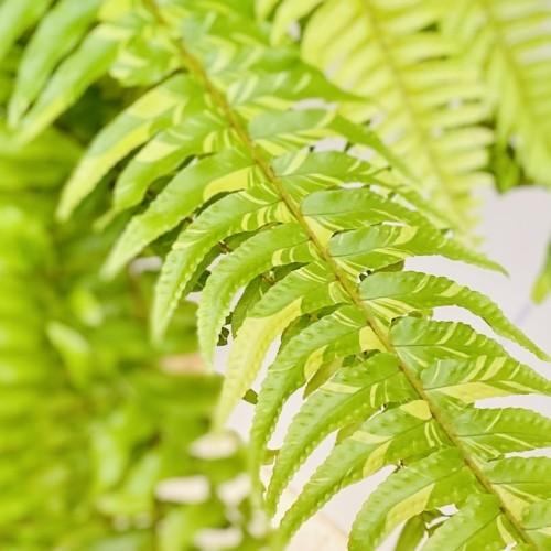 観葉植物：ネフロレピス ハッピーマーブル*6号 : 遊恵盆栽 Yahoo!店
