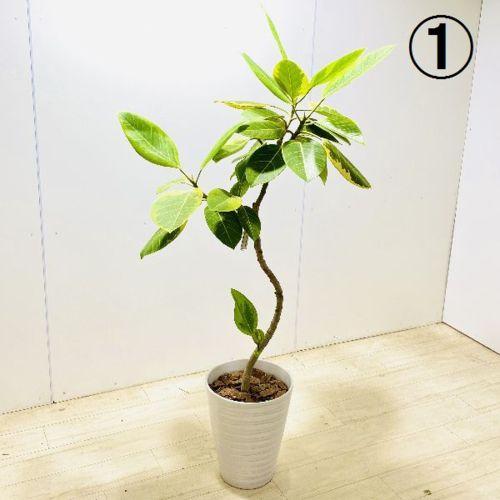 想像を超えての おしゃれ 観葉植物 フィカス アルテシーマ 陶器鉢 大型ヤマト便配送 現品 バークチップ 即発送可能 Jeannesauve Org