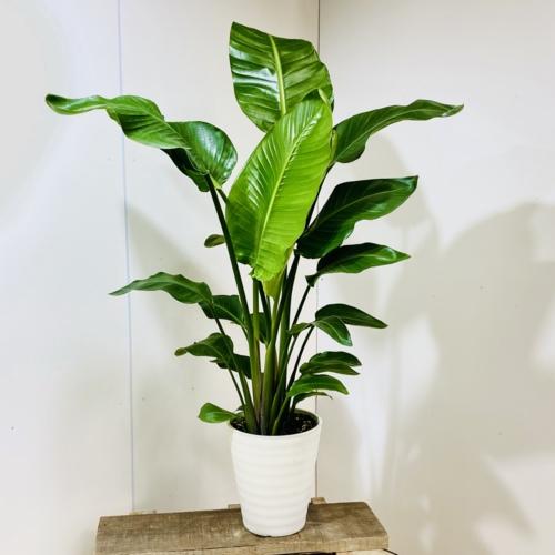 割引クーポン対象品 観葉植物 ストレリチア オーガスタ セラアート 大型ヤマト便配送 ぽっきりsale対象 R4urealtygroup Com