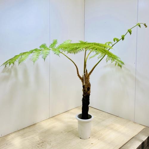 観葉植物：ヒカゲヘゴ ヘゴシダ*2番現品 大型佐川便配送 : 遊恵