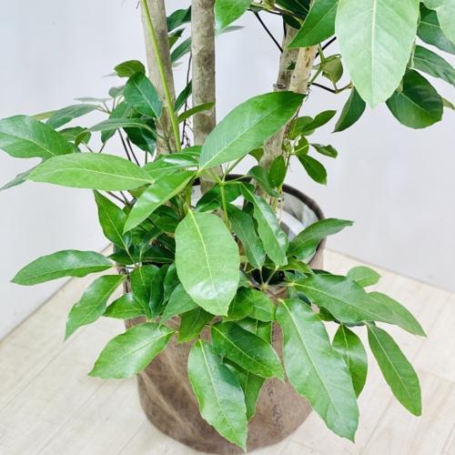 観葉植物：バッサイア　*鉢カバー　2番現品　大型佐川急便 商品情報 北海道