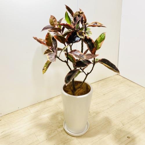 観葉植物：フィカス ベリーズ 鉢植え*受皿付 シュロ皮 アカゴム 赤ゴム