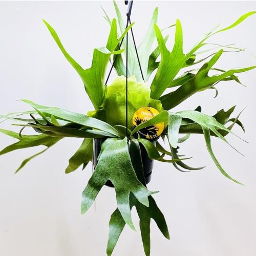 観葉植物：ビカクシダ コウモリラン アルキコルネ*吊り鉢 : 遊恵盆栽