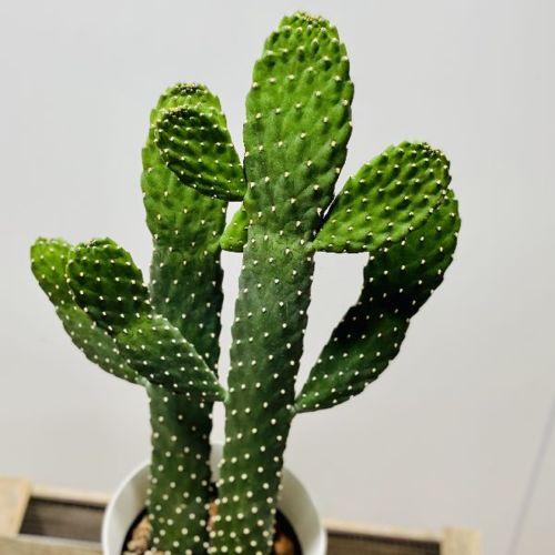 1494円 通販 激安 おしゃれ サボテン 観葉植物 うちわサボテン スミエボシ 5 5号 プラポット 墨烏帽子