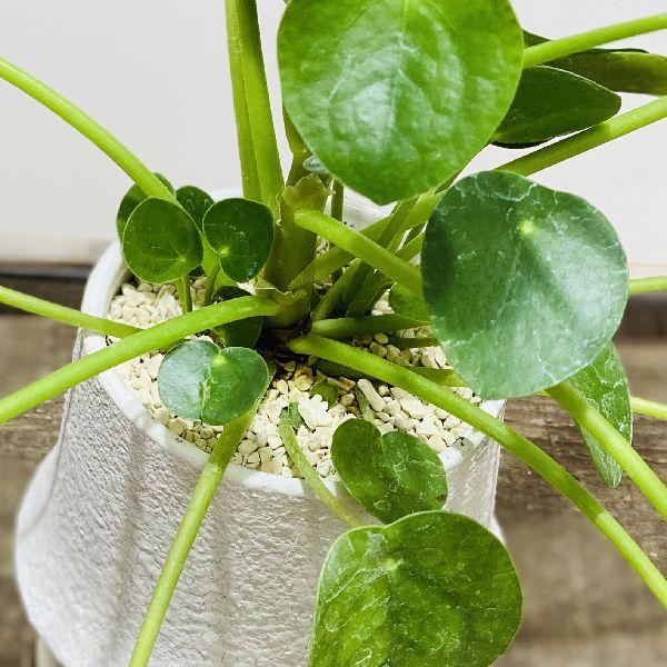 観葉植物：ピレア ペペロミオイデス 鉢植え*受皿付 パンケーキプランツ 