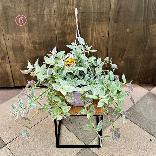 おしゃれ 観葉植物 選べる：トラディスカンチア*6号吊り鉢 トラカン
