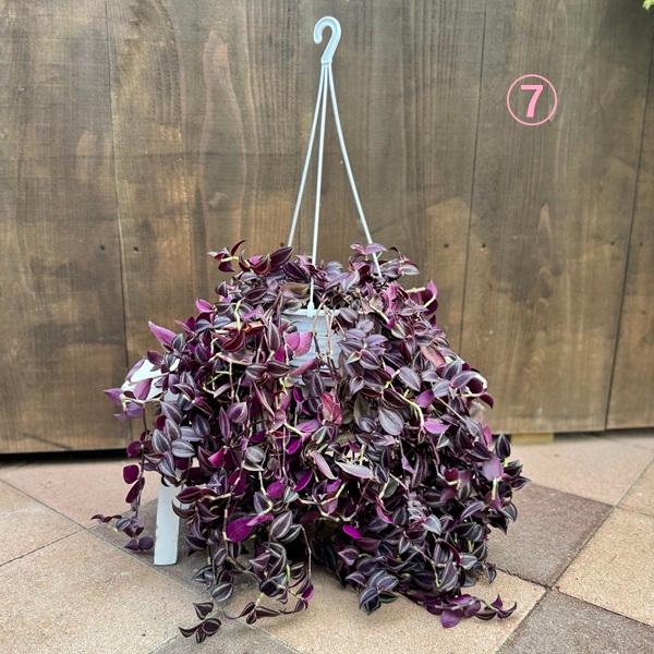 おしゃれ 観葉植物 選べる：トラディスカンチア*6号吊り鉢 トラカン