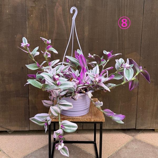 おしゃれ 観葉植物 選べる：トラディスカンチア*6号吊り鉢 トラカン