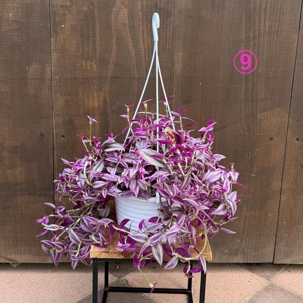 おしゃれ 観葉植物 選べる：トラディスカンチア*6号吊り鉢 トラカン