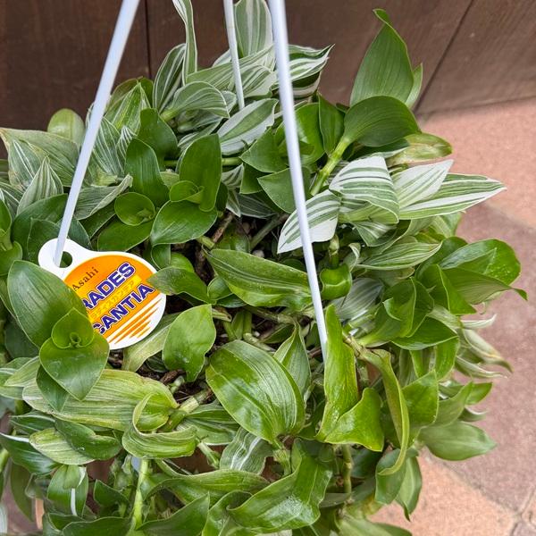 おしゃれ 観葉植物 選べる：トラディスカンチア*6号吊り鉢 トラカン