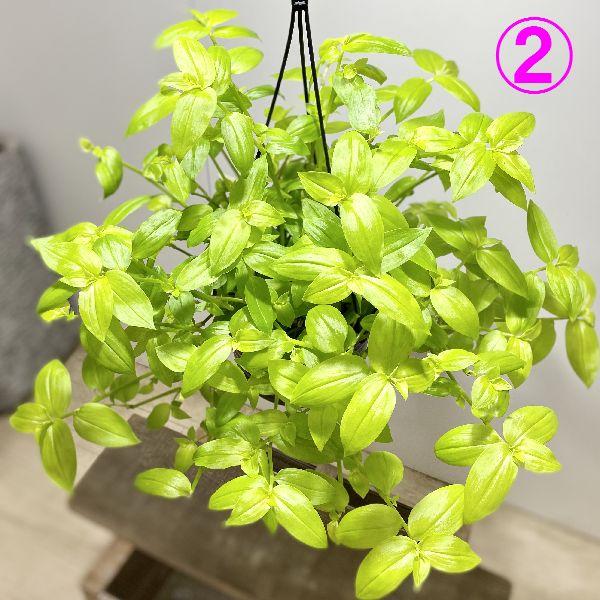 おしゃれ 観葉植物 選べる：トラディスカンチア*6号吊り鉢 トラカン