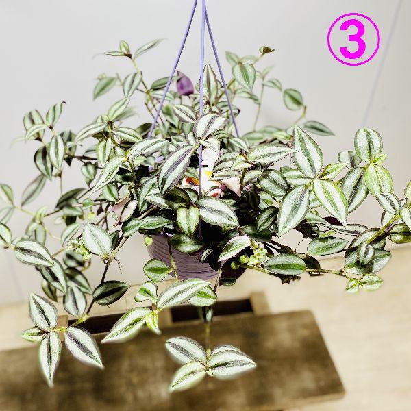 おしゃれ 観葉植物 選べる：トラディスカンチア*6号吊り鉢 トラカン