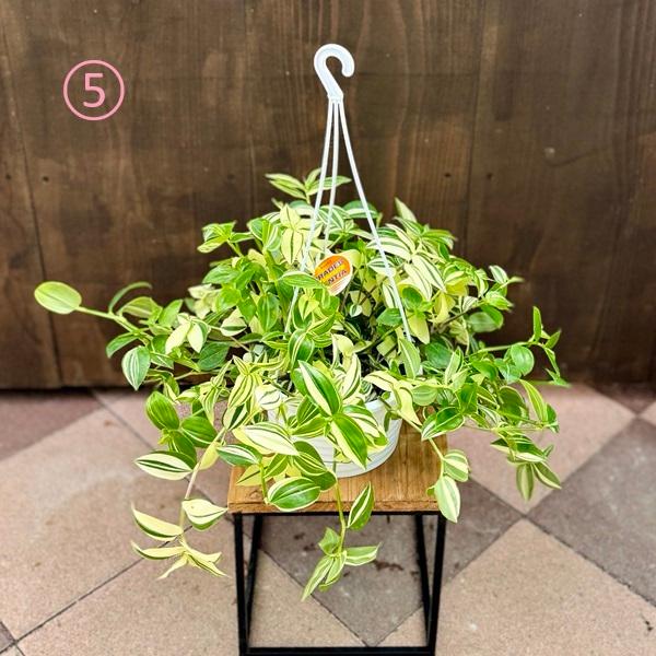 トラ鉢 おしゃれ 観葉植物 選べる：トラディスカンチア*6号吊り鉢 トラカン
